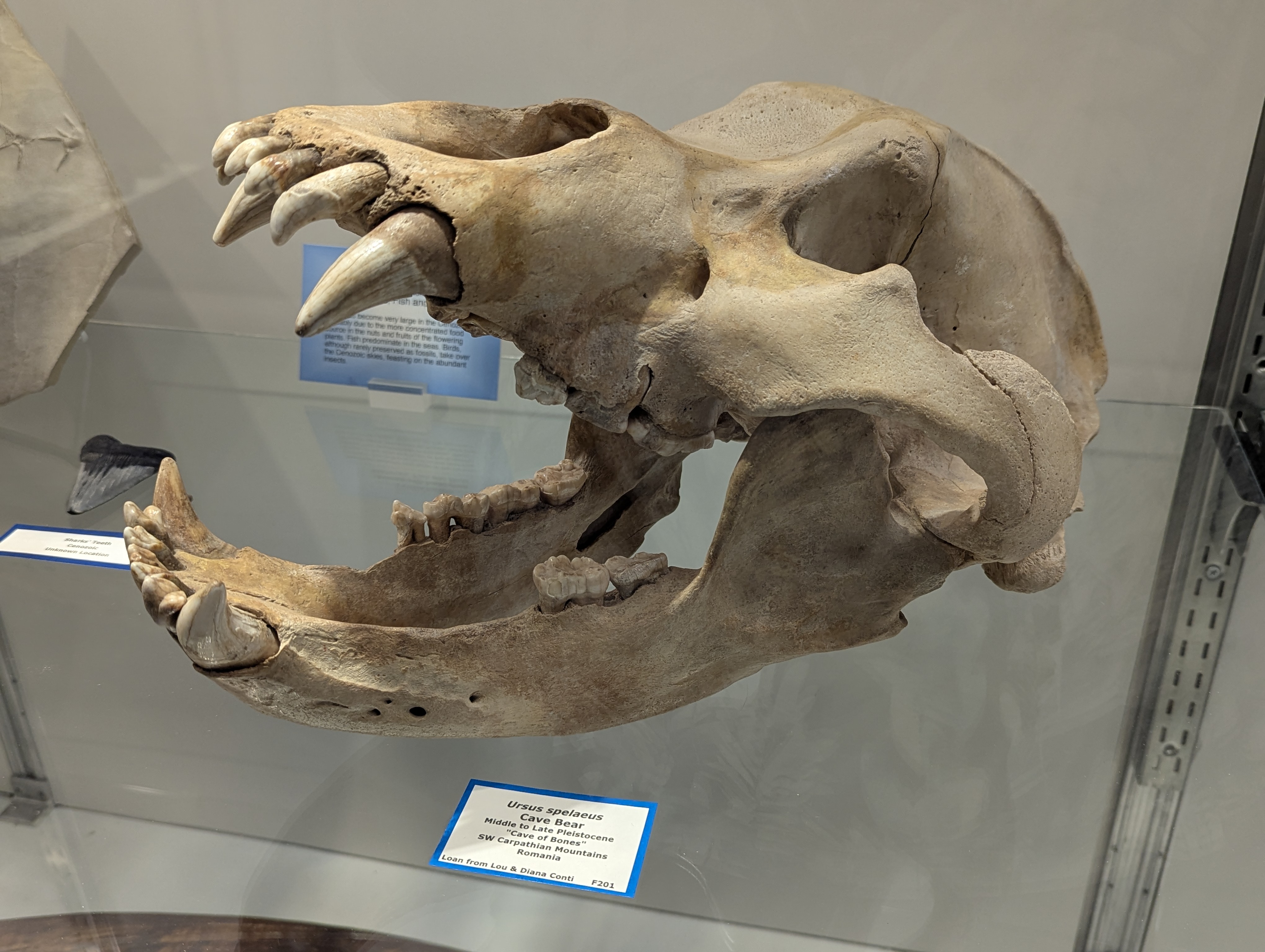 Colorado School of Mines, Geology Museum